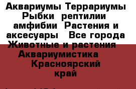 Аквариумы.Террариумы.Рыбки, рептилии, амфибии. Растения и аксесуары - Все города Животные и растения » Аквариумистика   . Красноярский край